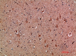 Invitrogen NNT1 Polyclonal Antibody 100 &mu;L; Unconjugated:Antibodies,