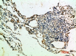 Invitrogen Thrombospondin 4 Polyclonal Antibody 100 &mu;L; Unconjugated:Antibodies,