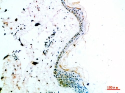 Invitrogen COL14A1 Polyclonal Antibody 100 &mu;L; Unconjugated:Antibodies,