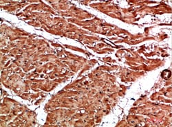 Invitrogen Titin Polyclonal Antibody 100 &mu;L; Unconjugated:Antibodies,