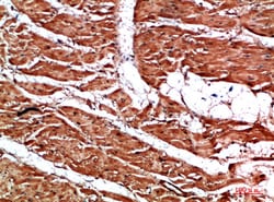 Invitrogen Titin Polyclonal Antibody 100 &mu;L; Unconjugated:Antibodies,