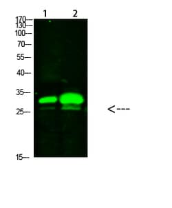 Invitrogen KCTD7 Polyclonal Antibody 100 &mu;L; Unconjugated:Antibodies,