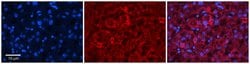 Invitrogen CMC4 Polyclonal Antibody 100 &mu;L; Unconjugated:Antibodies,