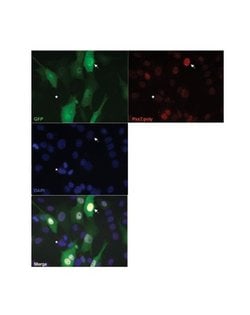 Invitrogen PAX7 Polyclonal Antibody 100 &mu;L | Buy Online | Invitrogen&trade; | Fisher Scientific