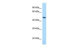 Invitrogen ATF7 Polyclonal Antibody 100 &mu;L; Unconjugated:Antibodies,