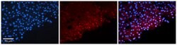 FosB Polyclonal Antibody, Invitrogen 100 &mu;L; Unconjugated:Antibodies,