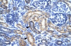 Invitrogen OR13C2/OR13C9 Polyclonal Antibody 100 &mu;L; Unconjugated:Antibodies,