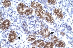 Invitrogen ZFHX2 Polyclonal Antibody 100 &mu;L; Unconjugated:Antibodies,