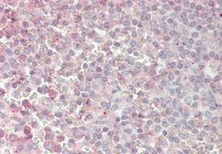 Invitrogen ATOH1 Polyclonal Antibody 100 &mu;L; Unconjugated:Antibodies,