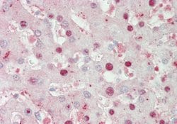 Invitrogen ATOH1 Polyclonal Antibody 100 &mu;L; Unconjugated:Antibodies,
