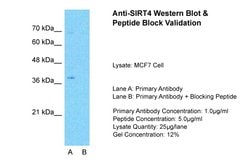 Invitrogen SIRT4 Polyclonal Antibody 100 &mu;L; Unconjugated:Antibodies,