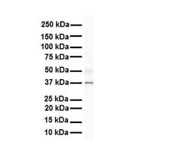 Invitrogen SIRT4 Polyclonal Antibody 100 &mu;L; Unconjugated:Antibodies,
