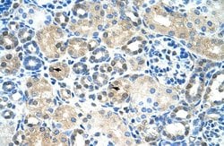 Invitrogen IER2 Polyclonal Antibody 100 &mu;L; Unconjugated:Antibodies,