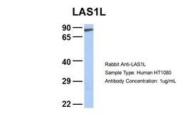 Invitrogen LAS1L Polyclonal Antibody 100 &mu;L; Unconjugated:Antibodies,