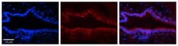 Invitrogen ILF1 Polyclonal Antibody 100 &mu;L; Unconjugated:Antibodies,