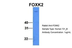 Invitrogen ILF1 Polyclonal Antibody 100 &mu;L; Unconjugated:Antibodies,