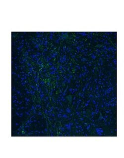 Invitrogen HTR3E Polyclonal Antibody 100 &mu;L; Unconjugated:Antibodies,