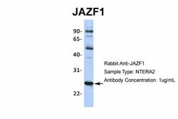 Invitrogen JAZF1 Polyclonal Antibody 100 &mu;L; Unconjugated:Antibodies,