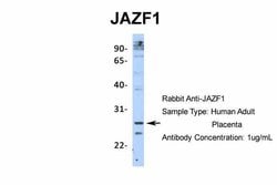 Invitrogen JAZF1 Polyclonal Antibody 100 &mu;L; Unconjugated:Antibodies,