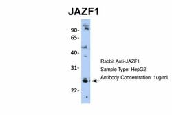 Invitrogen JAZF1 Polyclonal Antibody 100 &mu;L; Unconjugated:Antibodies,