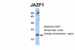 Invitrogen JAZF1 Polyclonal Antibody 100 &mu;L; Unconjugated:Antibodies,