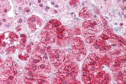 Invitrogen Arg3.1 Polyclonal Antibody 100 &mu;L; Unconjugated:Antibodies,