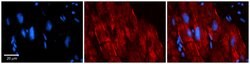 Invitrogen AKAP7 Polyclonal Antibody 100 &mu;L; Unconjugated:Antibodies,