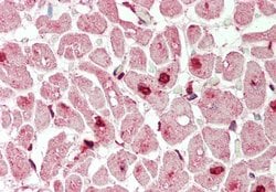 Invitrogen MXI1 Polyclonal Antibody 100 &mu;L; Unconjugated:Antibodies,