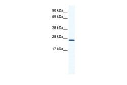Invitrogen BMAL1 Polyclonal Antibody 100 &mu;L; Unconjugated:Antibodies,