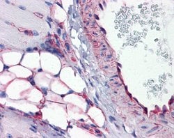 Invitrogen PTRF Polyclonal Antibody 100 &mu;L; Unconjugated:Antibodies,