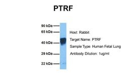 Invitrogen PTRF Polyclonal Antibody 100 &mu;L; Unconjugated:Antibodies,