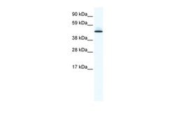 Invitrogen PTRF Polyclonal Antibody 100 &mu;L; Unconjugated:Antibodies,