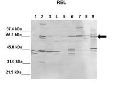 Invitrogen c-Rel Polyclonal Antibody 100 &mu;L; Unconjugated:Antibodies,