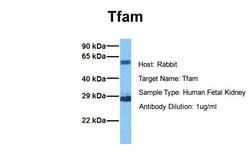 Invitrogen TFAM Polyclonal Antibody 100 &mu;L; Unconjugated:Antibodies,