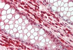 Invitrogen SNAI3 Polyclonal Antibody 100 &mu;L; Unconjugated:Antibodies,