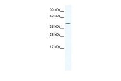 Invitrogen IRX6 Polyclonal Antibody 100 &mu;L; Unconjugated:Antibodies,