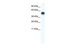 Invitrogen MPND Polyclonal Antibody 100 &mu;L | Buy Online | Invitrogen&trade; | Fisher Scientific