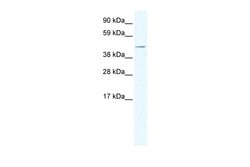 Invitrogen TAF7L Polyclonal Antibody 100 &mu;L; Unconjugated:Antibodies,