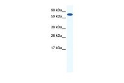 Invitrogen MTGR1 Polyclonal Antibody 100 &mu;L; Unconjugated:Antibodies,