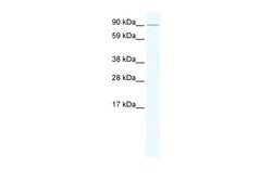 Invitrogen E2F7 Polyclonal Antibody 100 &mu;L; Unconjugated:Antibodies,