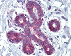 Invitrogen HOXA5 Polyclonal Antibody 100 &mu;L; Unconjugated:Antibodies,