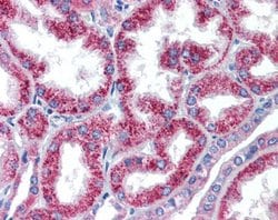 Invitrogen HOXA5 Polyclonal Antibody 100 &mu;L; Unconjugated:Antibodies,