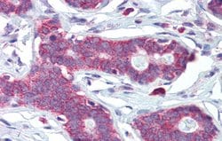 Invitrogen HOXA5 Polyclonal Antibody 100 &mu;L; Unconjugated:Antibodies,