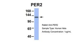 Invitrogen PER2 Polyclonal Antibody 100 &mu;L; Unconjugated:Antibodies,
