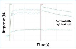 Invitrogen SIDT2 Polyclonal Antibody 100 &mu;L; Unconjugated:Antibodies,