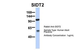 Invitrogen SIDT2 Polyclonal Antibody 100 &mu;L; Unconjugated:Antibodies,