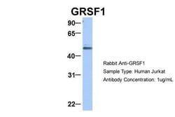Invitrogen GRSF1 Polyclonal Antibody 100 &mu;L; Unconjugated:Antibodies,