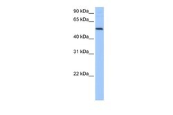 Invitrogen GRSF1 Polyclonal Antibody 100 &mu;L; Unconjugated:Antibodies,