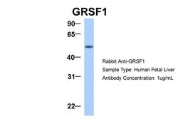 Invitrogen GRSF1 Polyclonal Antibody 100 &mu;L; Unconjugated:Antibodies,