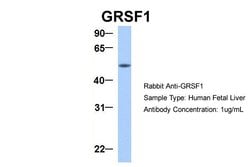 Invitrogen GRSF1 Polyclonal Antibody 100 &mu;L; Unconjugated:Antibodies,